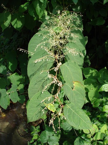 <i>Reynoutria japonica</i> Houtt., 1777 &copy; FLORENCE Etienne