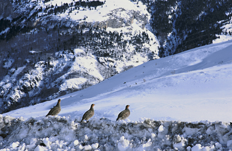 Perdix perdix hispaniensis Reichenow, 1892 &copy; NEDELEC Laurent