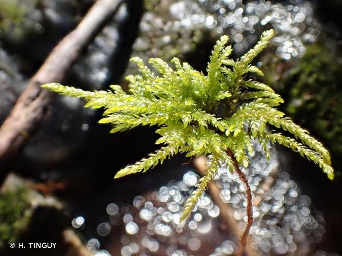 <i>Thamnobryum alopecurum</i> (Hedw.) Gangulee © H. TINGUY