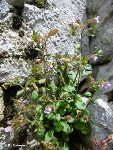 <i>Chaenorhinum origanifolium</i> (L.) Kostel., 1844 © P. Rouveyrol