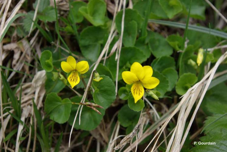 <i>Viola biflora</i> L., 1753 © P. Gourdain