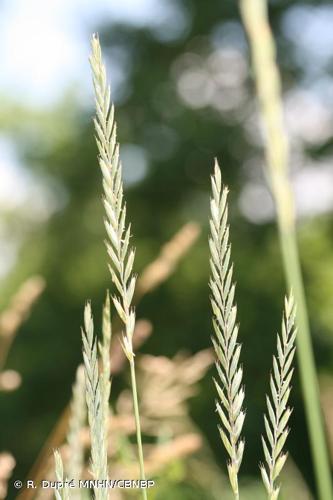 <i>Elytrigia obtusiflora</i> (DC.) Tzvelev, 1993 © R. Dupré MNHN/CBNBP