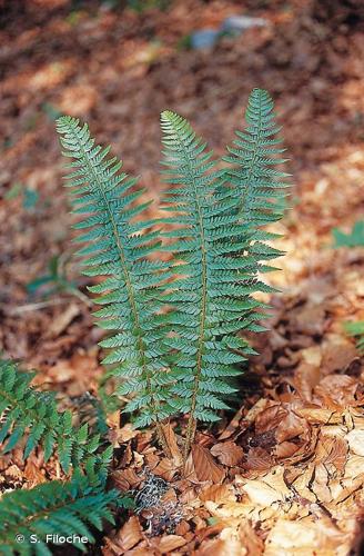 <i>Polystichum aculeatum</i> (L.) Roth, 1799 © S. Filoche