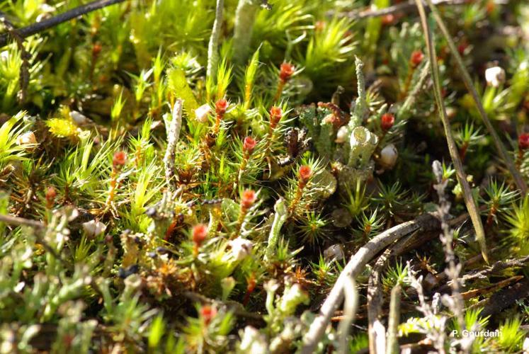 <i>Polytrichum piliferum</i> Hedw., 1801 © P. Gourdain