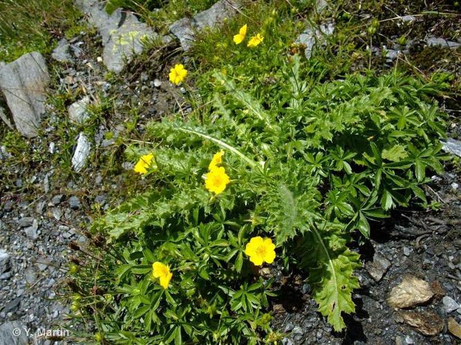 <i>Potentilla aurea </i>L., 1756 subsp.<i> aurea</i> © 