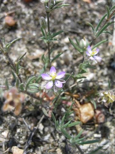 <i>Spergula rubra</i> (L.) D.Dietr., 1840 © P. Gourdain