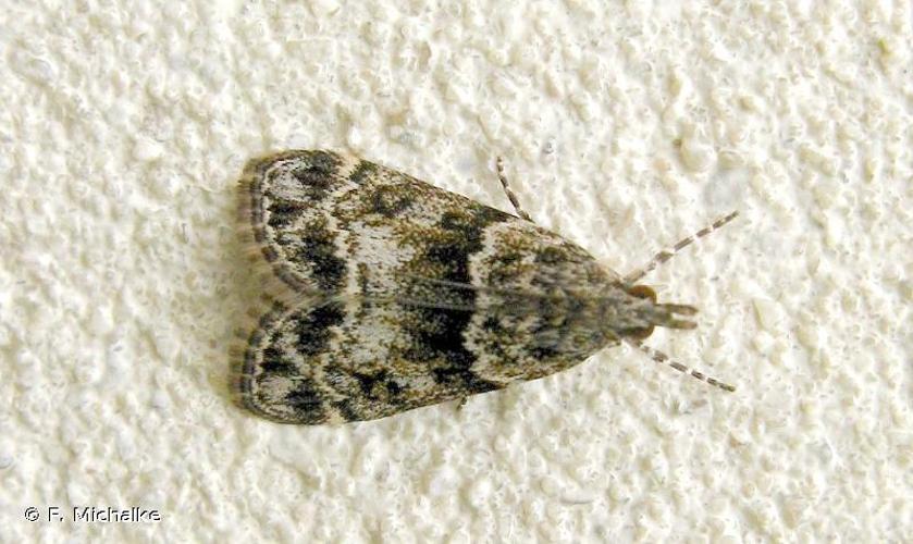 <i>Eudonia lacustrata</i> (Panzer, 1804) © F. Michalke