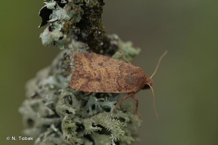 <i>Conistra vaccinii</i> (Linnaeus, 1760) © N. Tobak