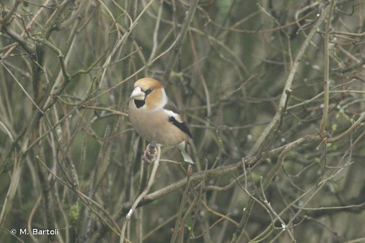 <i>Coccothraustes coccothraustes</i> (Linnaeus, 1758) © M. Bartoli