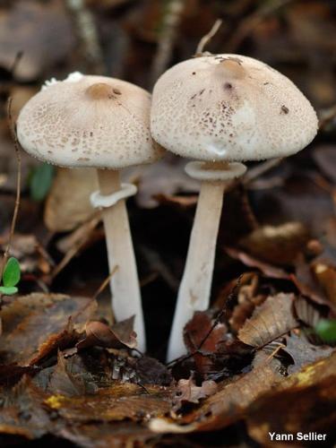 <i>Macrolepiota rickenii</i> (Velen.) Bellù & Lanzoni © Y. Sellier