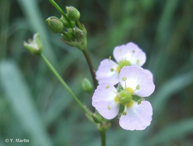 <i>Alisma plantago-aquatica</i> L., 1753 © 