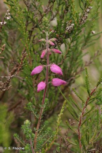 <i>Erica ciliaris</i> Loefl. ex L., 1753 © S. Filoche