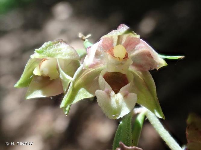 <i>Epipactis helleborine </i>(L.) Crantz, 1769 subsp.<i> helleborine</i> © H. TINGUY