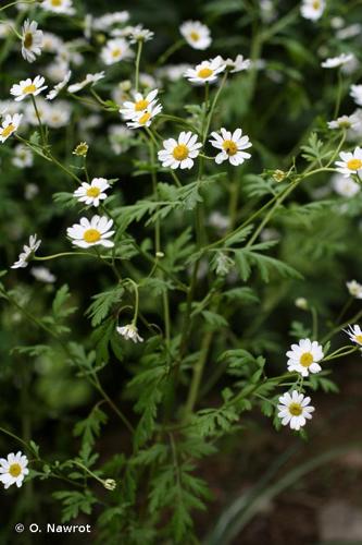 <i>Tanacetum parthenium</i> (L.) Sch.Bip., 1844 © O. Nawrot