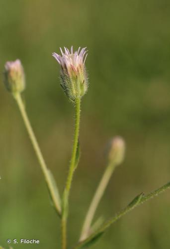 <i>Erigeron acris</i> L., 1753 © S. Filoche