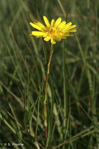 <i>Tragopogon pratensis</i> L., 1753 © S. Filoche