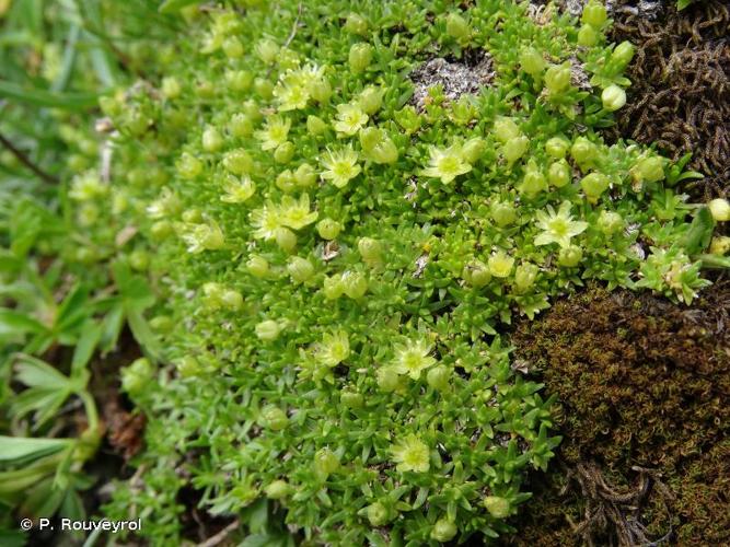 <i>Minuartia sedoides</i> (L.) Hiern, 1899 © P. Rouveyrol