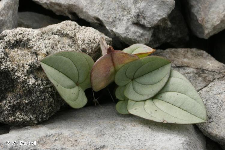 <i>Dioscorea pyrenaica</i> Bubani & Bordère ex Gren., 1866 © M. Bartoli