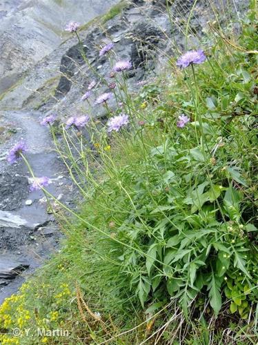 <i>Scabiosa lucida </i>Vill., 1779 subsp.<i> lucida</i> © 