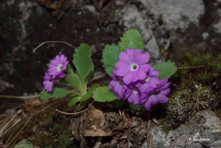 <i>Primula hirsuta</i> All., 1773 © P. Gourdain