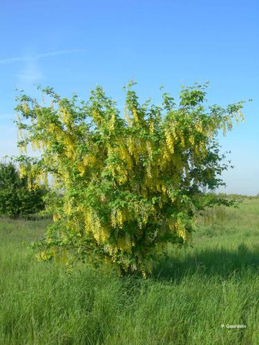 <i>Laburnum anagyroides</i> Medik., 1787 © P. Gourdain