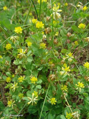 <i>Trifolium dubium</i> Sibth., 1794 © P. Rouveyrol