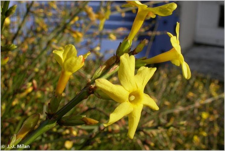 <i>Jasminum nudiflorum</i> Lindl., 1846 © 