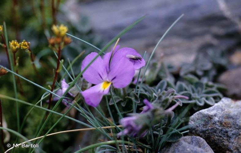 <i>Viola diversifolia</i> (DC.) W.Becker, 1903 © M. Bartoli