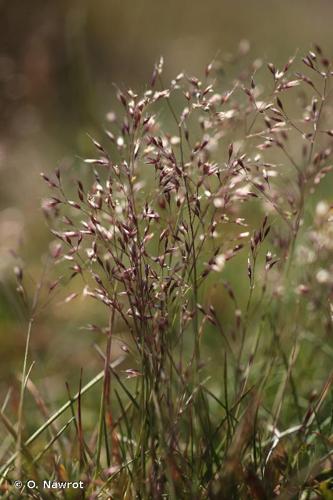 <i>Agrostis alpina</i> Scop., 1771 © O. Nawrot