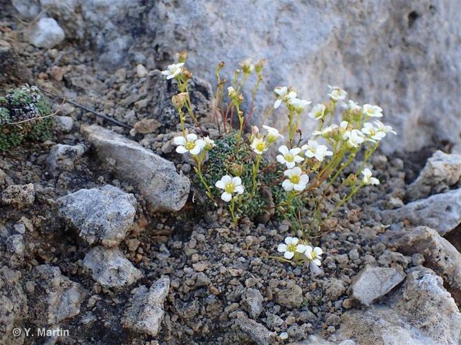 <i>Saxifraga diapensioides</i> Bellardi, 1792 © 