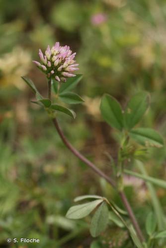 <i>Trifolium striatum</i> L., 1753 © S. Filoche