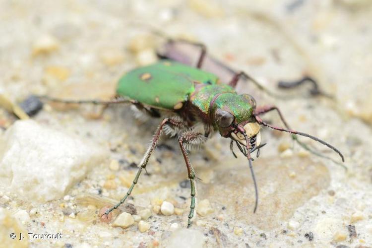 <i>Cicindela campestris campestris</i> Linnaeus, 1758 © J. Touroult