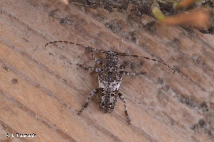 <i>Pogonocherus fasciculatus fasciculatus</i> (De Geer, 1775) © J. Touroult