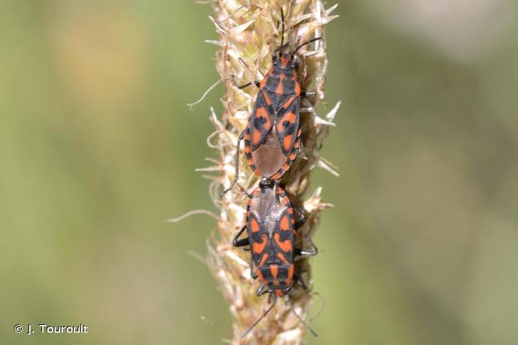 <i>Spilostethus saxatilis</i> (Scopoli, 1763) © J. Touroult