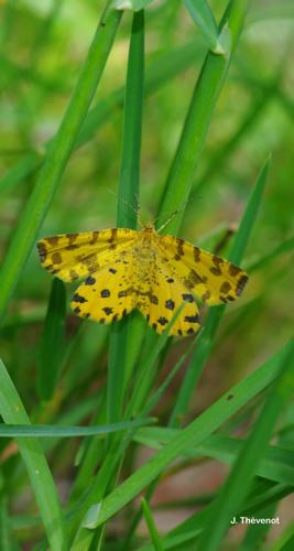 <i>Pseudopanthera macularia</i> (Linnaeus, 1758) © J. Thévenot