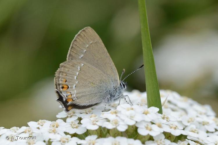 <i>Satyrium acaciae</i> (Fabricius, 1787) © J. Touroult