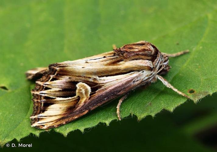 <i>Actinotia polyodon</i> (Clerck, 1759) © D. Morel