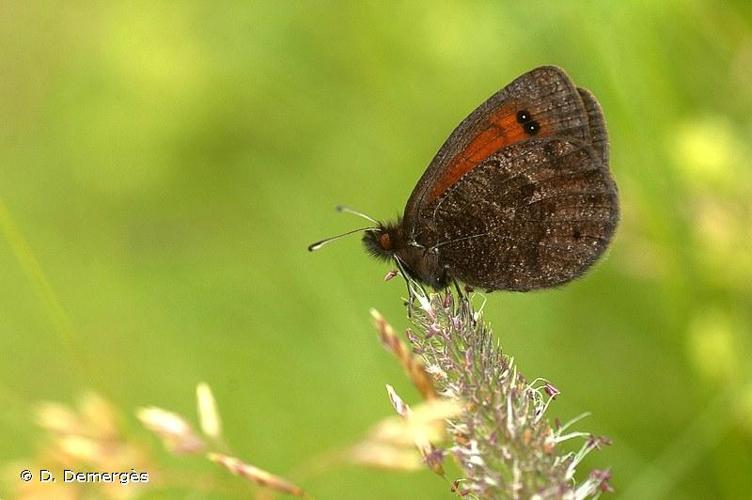 <i>Erebia gorgone</i> Boisduval, 1833 © D. Demergès