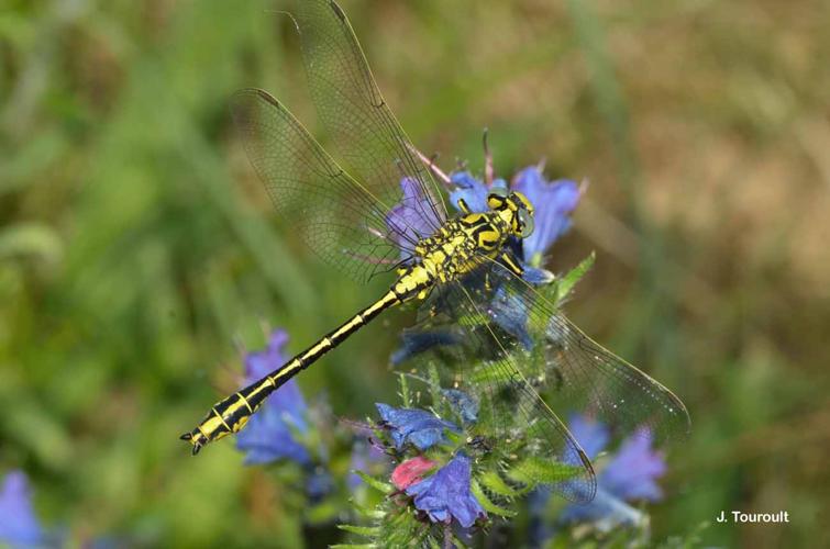 <i>Gomphus simillimus</i> Selys, 1840 © J. Touroult