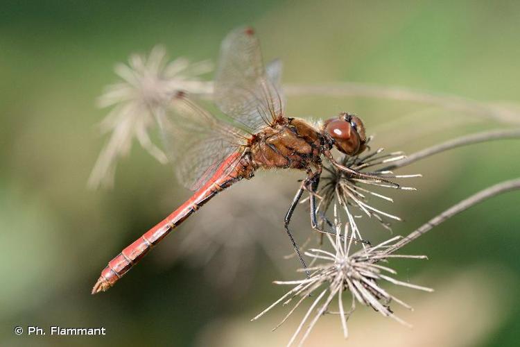 <i>Sympetrum vulgatum vulgatum</i> (Linnaeus, 1758) © Ph. Flammant