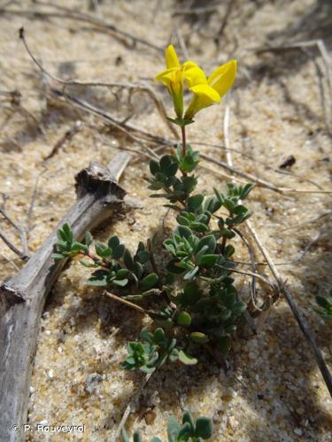 <i>Lotus corniculatus </i>L., 1753 subsp.<i> corniculatus</i> © P. Rouveyrol