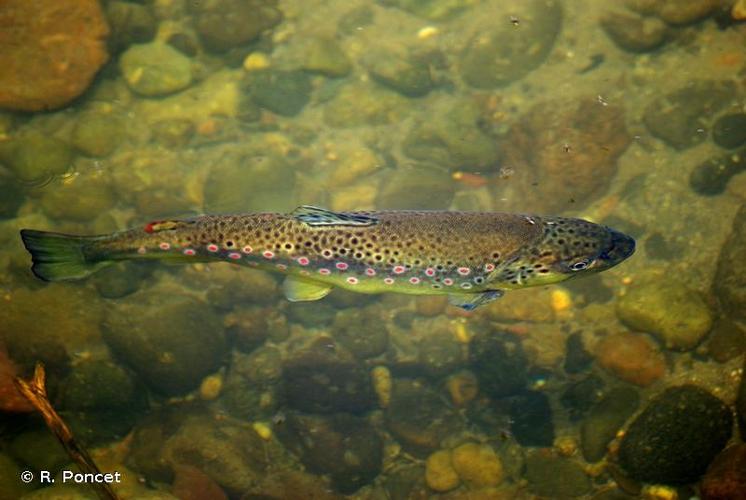 <i>Salmo trutta</i> Linnaeus, 1758 © A.-H. Paradis & R. Poncet