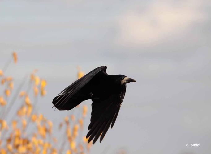 <i>Corvus frugilegus</i> Linnaeus, 1758 © S. Siblet