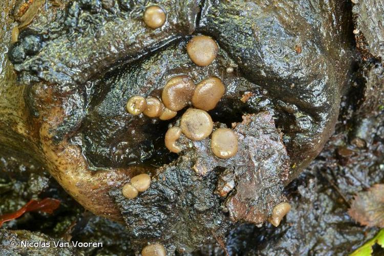 <i>Pachyella babingtonii</i> (Berk. & Broome) Boud. © Nicolas Van Vooren