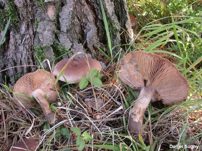 <i>Tricholoma imbricatum</i> (Fr. : Fr.) Kumm. © D. Sugny