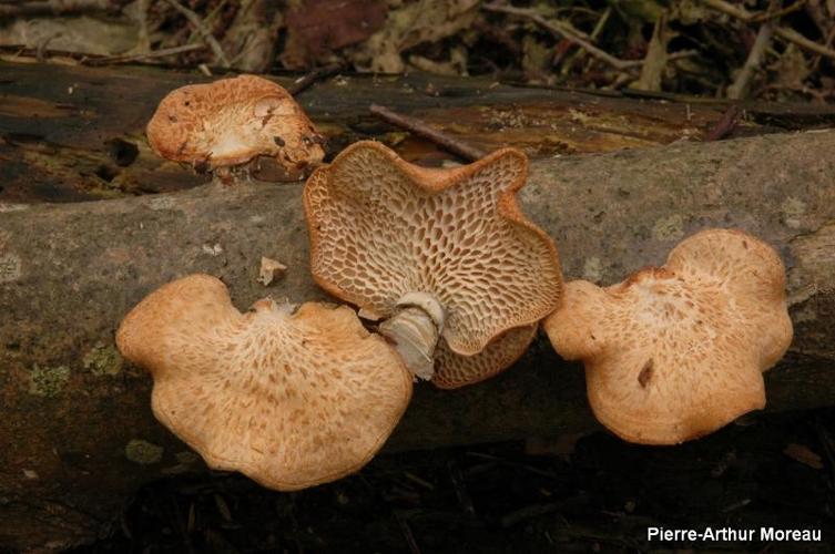 <i>Polyporus alveolarius</i> (Bosc : Fr.) Fr. © PA. Moreau