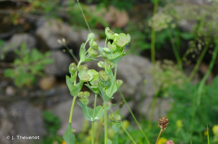 <i>Bupleurum angulosum</i> L., 1753 © J. Thevenot