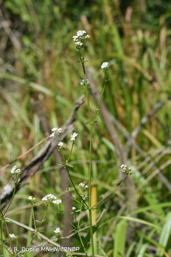 <i>Galium elongatum</i> C.Presl, 1822 © R. Dupré MNHN/CBNBP