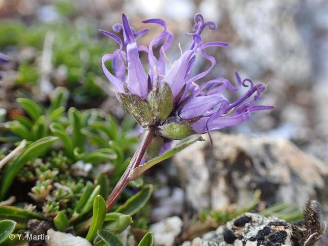 <i>Phyteuma globulariifolium</i> Sternb. & Hoppe, 1818 © 