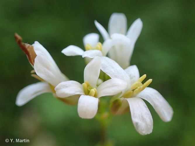 <i>Fourraea alpina</i> (L.) Greuter & Burdet, 1984 © 